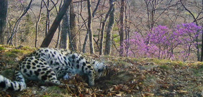 Ныряющие олени и дальневосточные лесные коты в фотоловушках «Земли леопарда»
