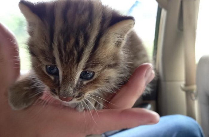 В Приморье спасли от смерти оставшегося без матери детеныша амурского лесного кота