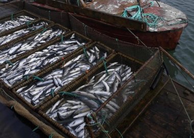 На Чукотке добыча красной рыбы бьет все рекорды