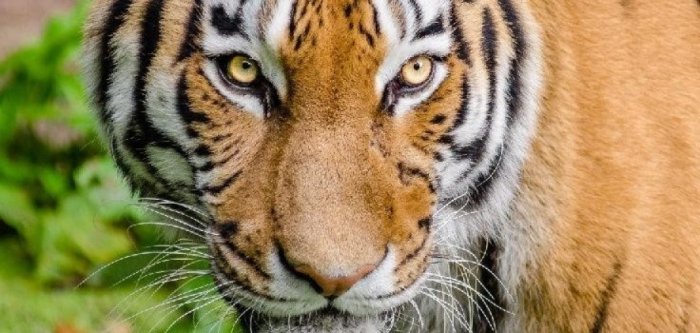 В Хабаровском крае отмечают День тигра