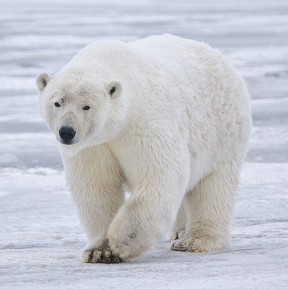 В России взялись за сохранение популяции белого медведя