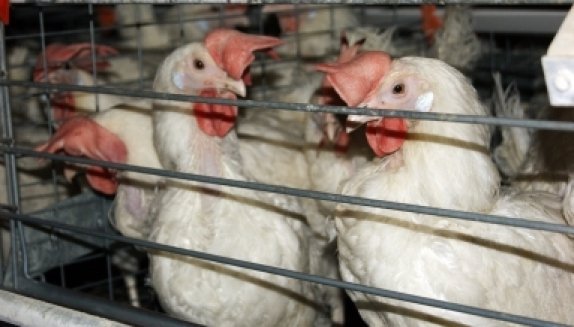 Перелетный грипп: птичья зараза распространяется по России