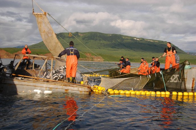 Недолов: наука не оправдала надежд рыбаков Камчатки