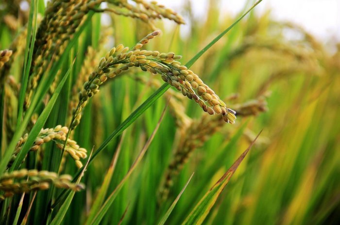 Ранние зерновые убирают в Амурской области
