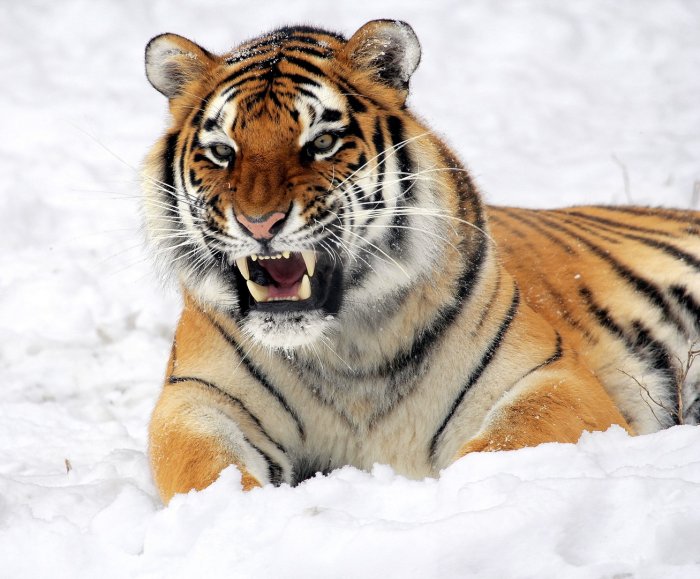 Второй Международный форум сохранения тигра пройдет во Владивостоке в рамках ВЭФ