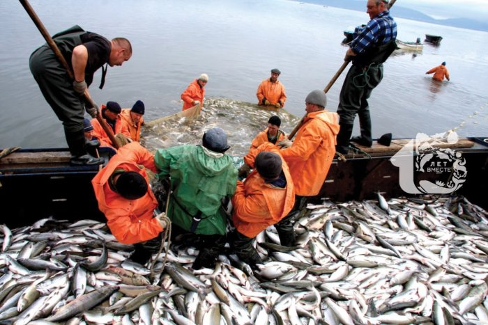На Чукотке поймали более 1 300 тонн лосося