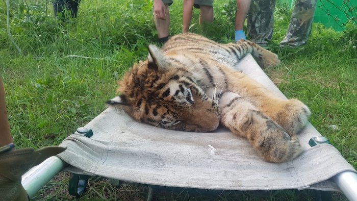 Раненую тигрицу из Приморья отправили на реабилитацию в Москву