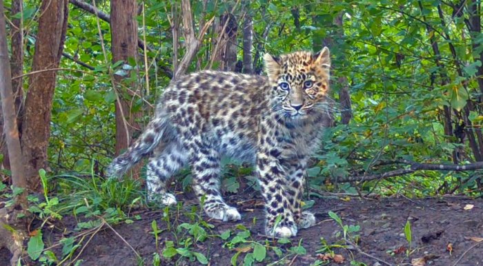 Приморские биологи спасли котенка леопарда