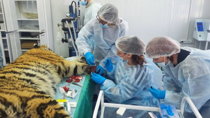 Вылеченный амурский тигр вернулся в Уссурийскую тайгу