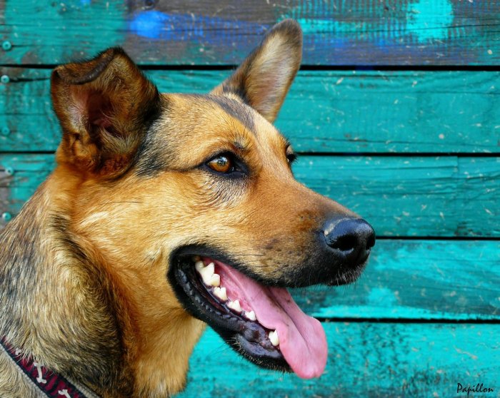 В Бурятии на отлов бродячих собак выделили 64 млн рублей
