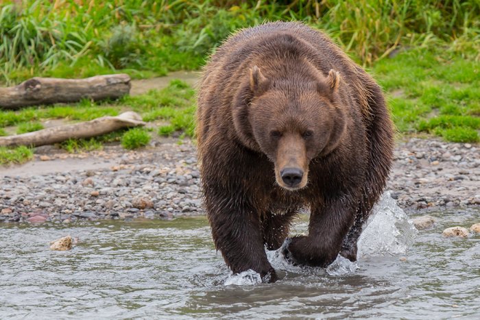 Камчатке не хватает охотников для противостояния голодным медведям