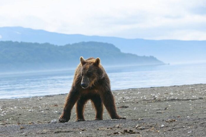 На Камчатке недружелюбный медведь не даёт провести фестиваль лососей