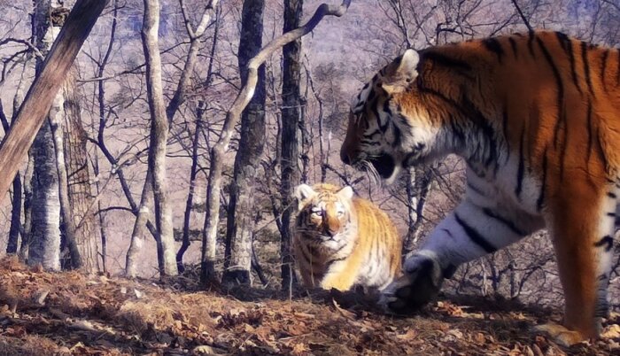 Шесть тигров в одной группе впервые в мире зафиксировали в приморском нацпарке