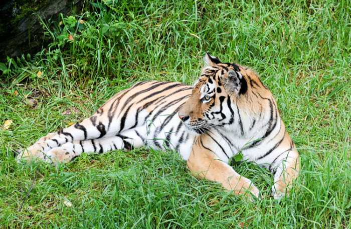 В Приморье отмечен рост популяции амурского тигра