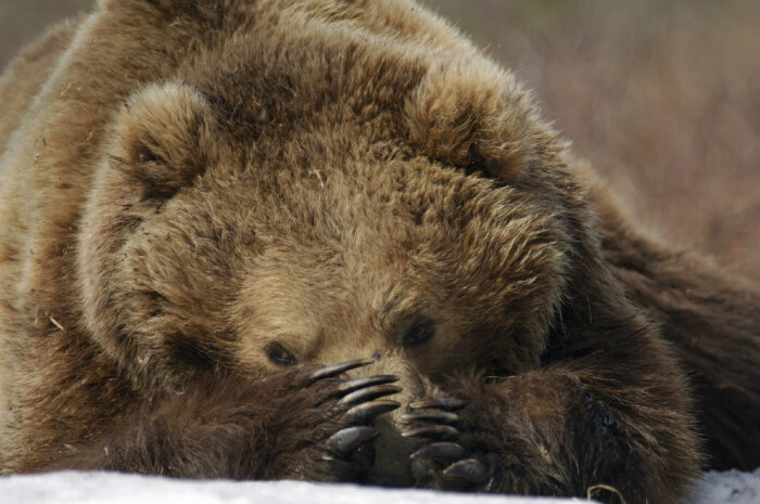 На Камчатке медведи помогают дачникам собрать урожай