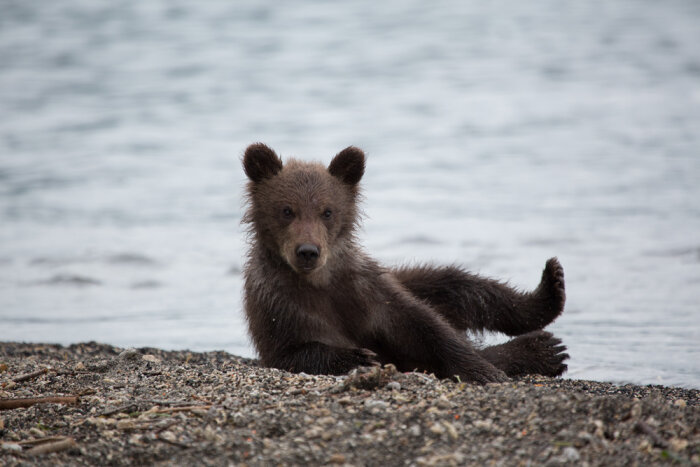 Жителей Камчатки попросили не «усыновлять» медвежат