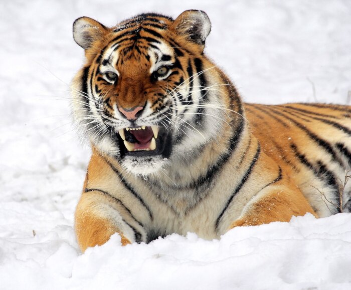 Амурский тигр набросился на жителя Хабаровского края