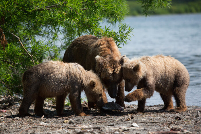 Жителей Камчатки попросили не кормить медведей: они из-за этого не ложатся спать
