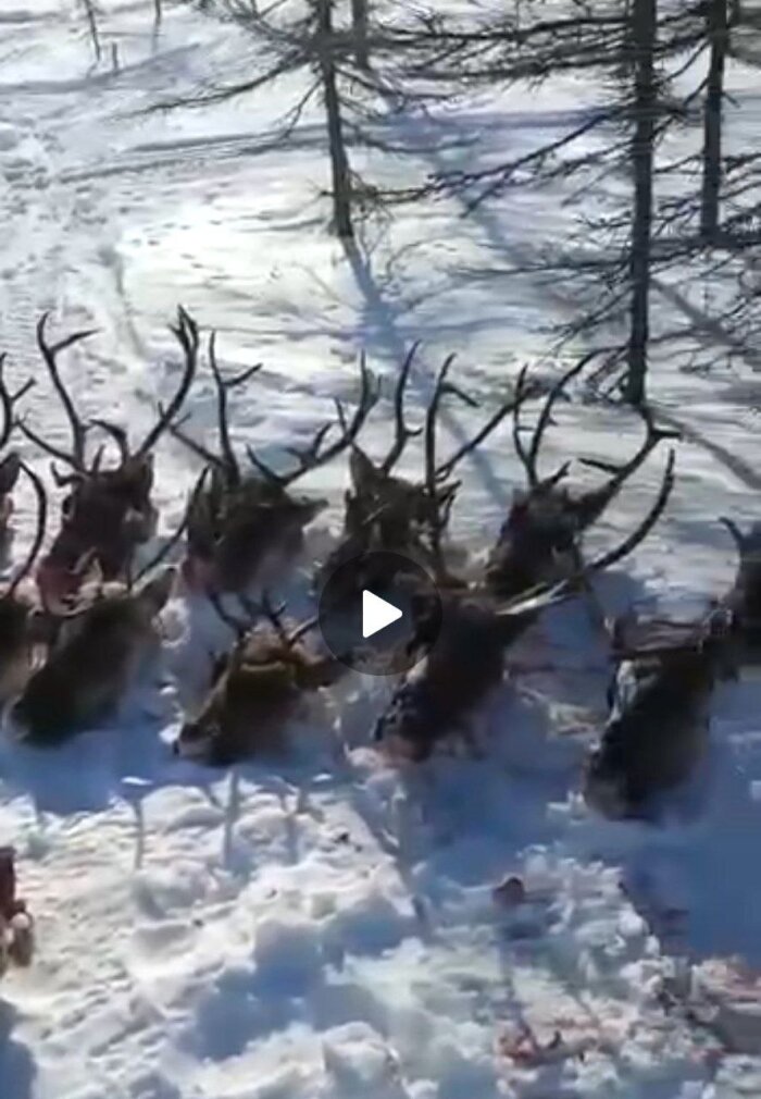 «Царская» охота: на Сахалине VIP-браконьеры расстреляли стадо краснокнижных оленей
