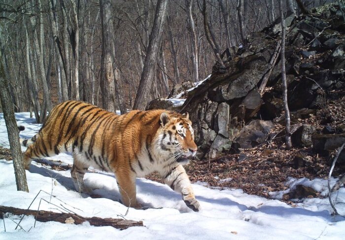 В тайге под Хабаровском тигры нападают на людей