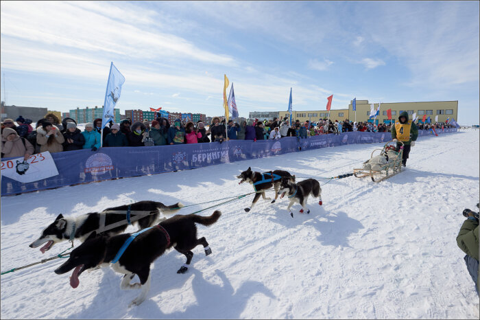 На камчатке завершилась традиционная гонка на собачьих упряжках «Берингия»