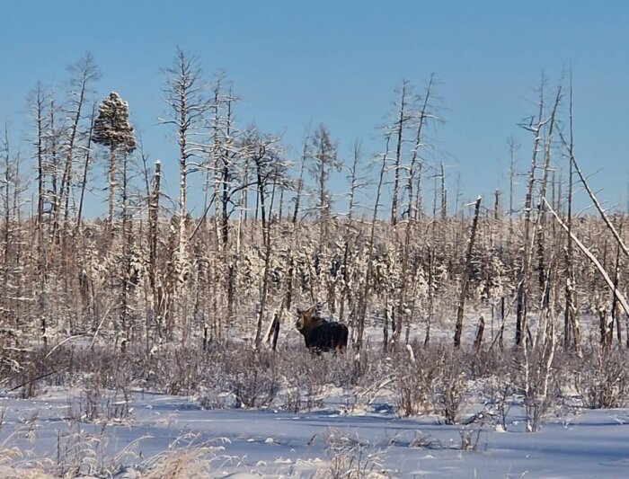 В Якутии специалисты департамента охотничьего хозяйства пройдут пешком 130 тысяч километров