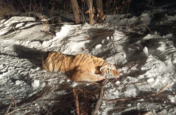 В Приморском крае готовятся отпустить в тайгу конфликтного тигра