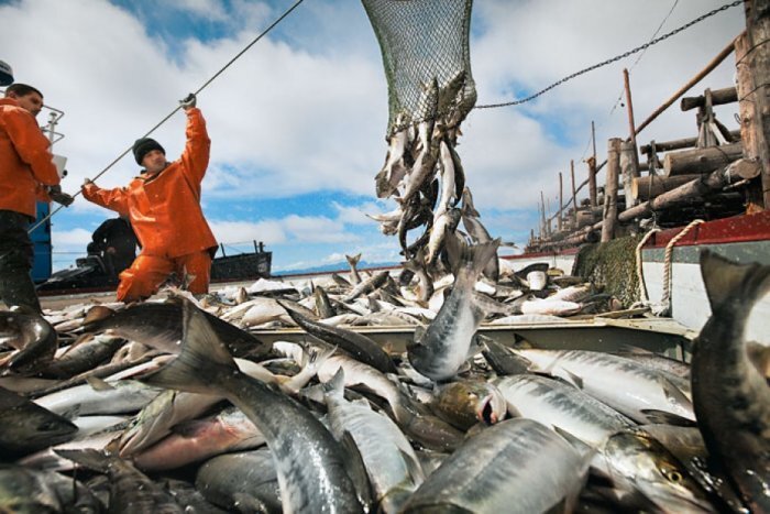 Экспорт рыбы «разморожен»: 845 российских компаний могут поставлять продукцию в Китай