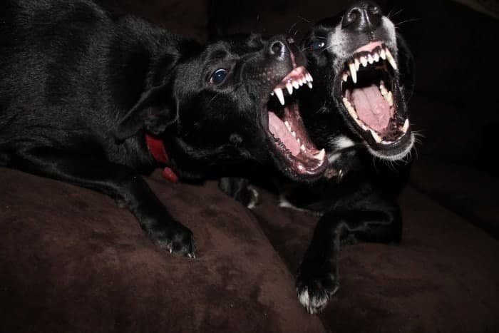 Нападения бродячих собак: жителей Чукотки просят не выпускать детей из домов