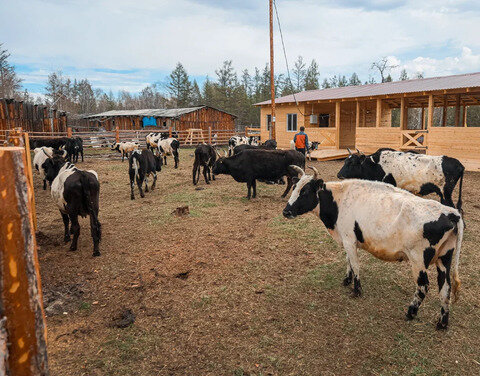 В Якутии коровы готовятся к переезду на летние фермы