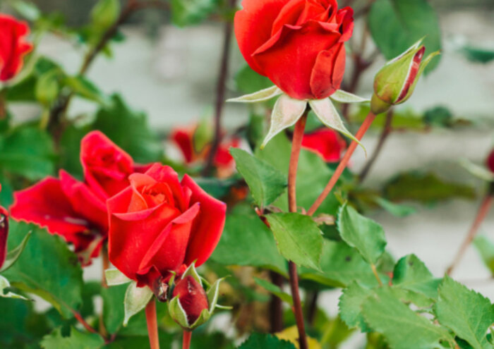 Роза импортозамещения: в Приморье за 4 миллиарда построят комплекс по выращиванию цветов