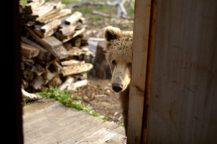 Сезон медвежьего хулиганства открыт на Камчатке