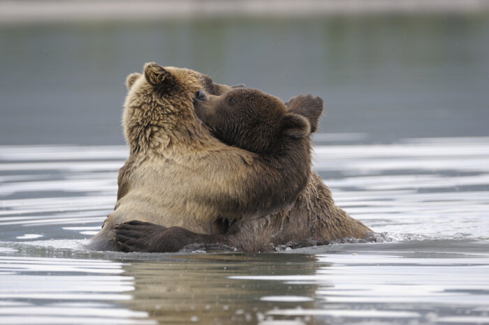 «Тишина! У медведей брачный сезон!» – на Камчатке отменили вертолетные экскурсии