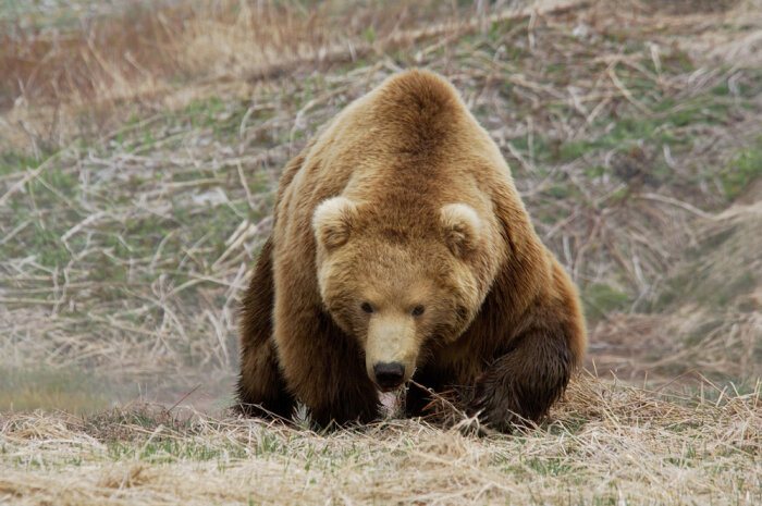 Будни предвыборной Колымы: тайга горит, медведи убивают людей