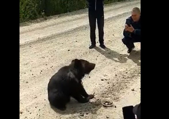 На трассе в Амурской области водителей обирает медвежонок-попрошайка