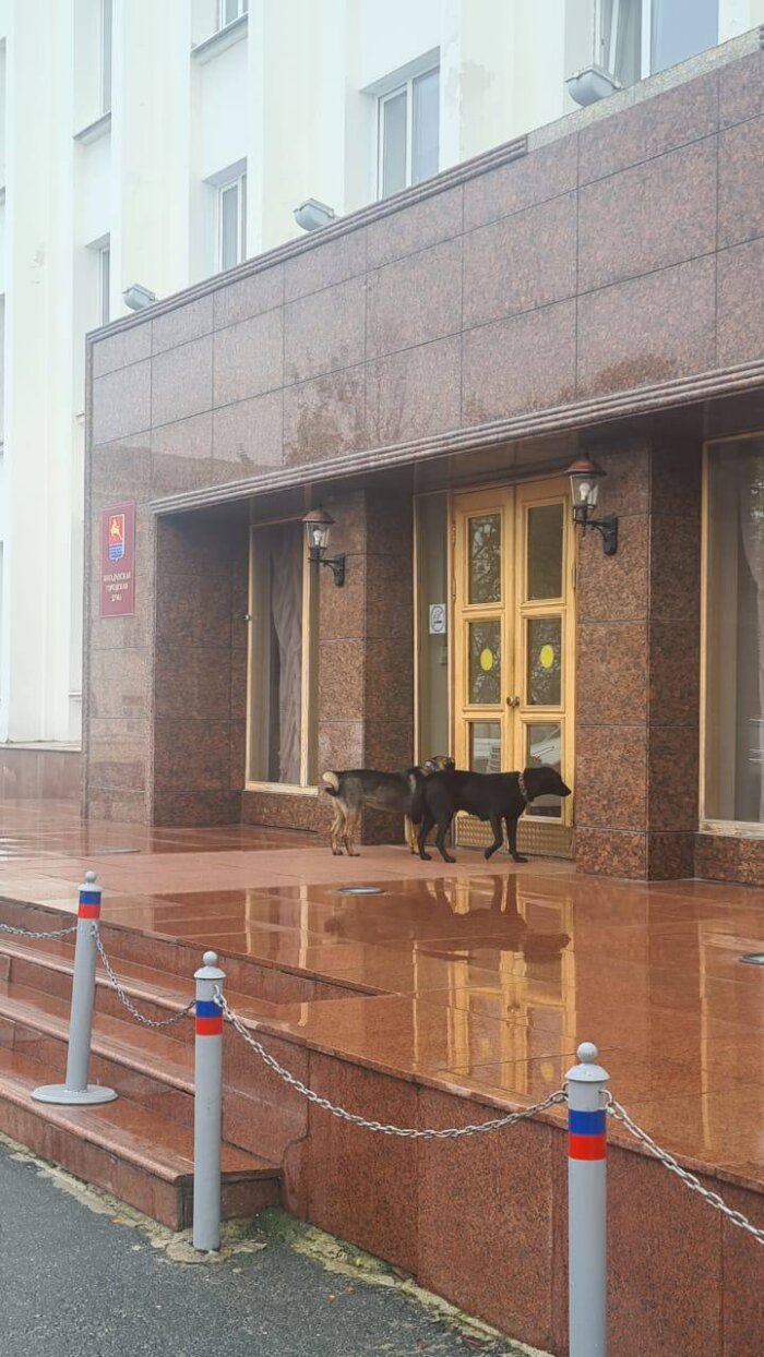 Бродячие собаки пришли в мэрию Магадана – там из-за них накануне ввели режим ЧС