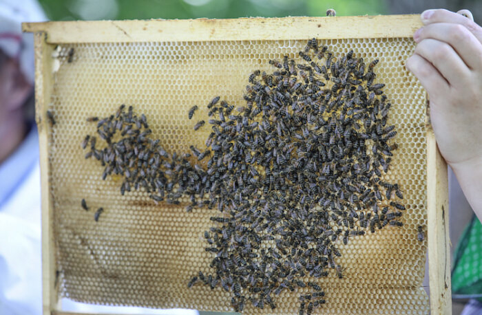 В Приморье пчеловодов поддержат государственно и научно