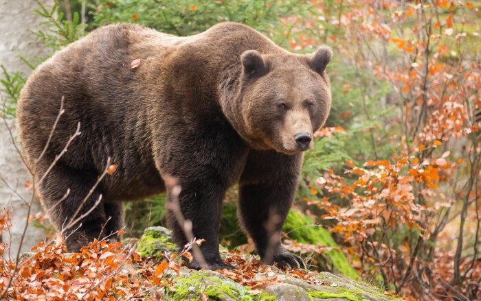 В Амурской области пересчитали медведей