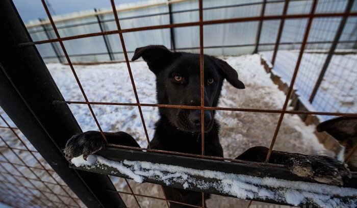 На улицы Бурятии выпустят тысячи потенциально опасных собак: так решил суд