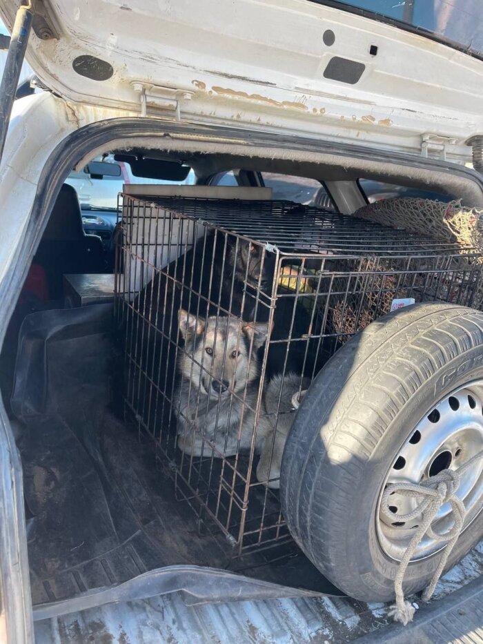 В столице Бурятии зоорадикалы блокируют работу службы отлова бродячих собак