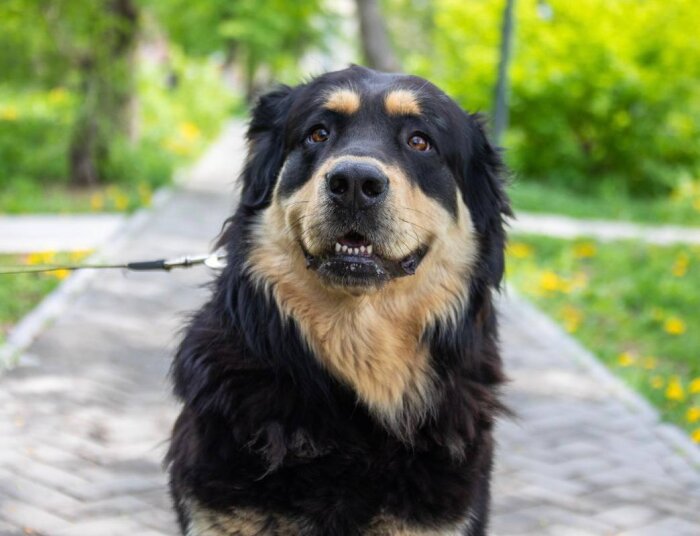«Издевательством» назвали жители Хабаровского края новый закон о содержании собак