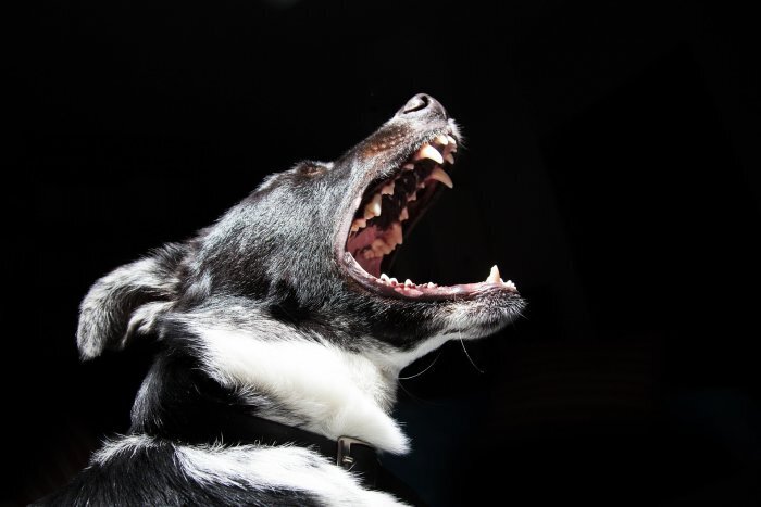 Следом за Бурятией Забайкалье принимает закон об эвтаназии бродячих собак