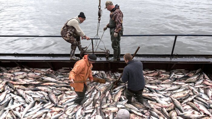 Камчатка на ВДНХ: «накормим рыбой всю Россию»