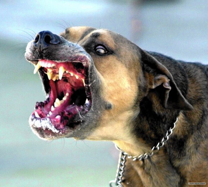 «Что делать с бродячими собаками?» – у властей Хабаровского края нет ответа