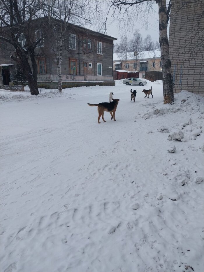 Администрация президента России поддержала закон Бурятии об эвтаназии опасных собак