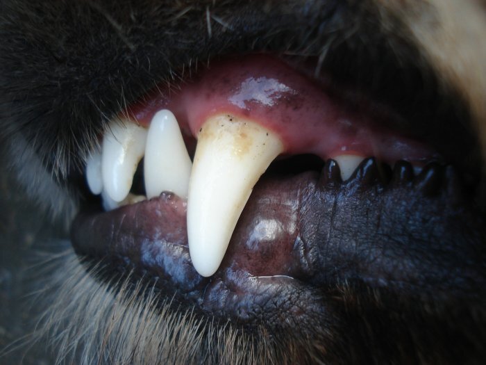 На Колыме приняли закон об эвтаназии опасных собак – но пока не знают как
