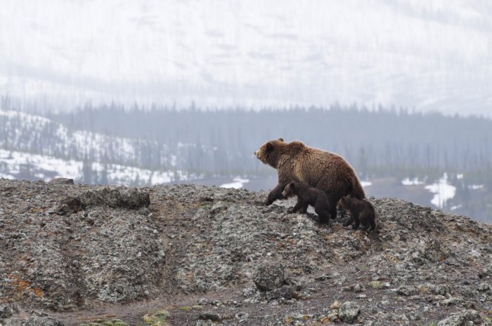 На Камчатке после зимней спячки вышел из берлоги первый медведь