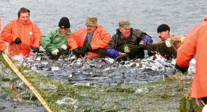 «Самообеспеченность России рыбой превысила 150%» – аналитики Россельхозбанка